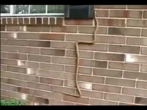 Crazy wall climbing snake