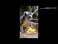 Un día con los lemures cola anillada (Lemur catta)