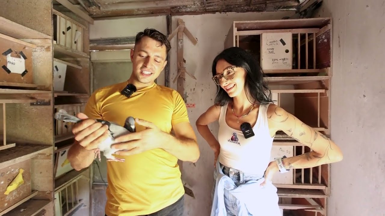 Hodowla wicemistrza okręgu Wrocław 2024! S.Ł. Kaniewski. Wyniki, wskazówki, START gołębi młodych