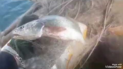 nghề đánh bắt hải sản độc đáo nhất chưa từng có chỗ nào có !!!