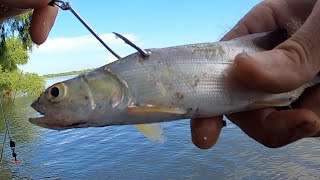 Shark Fishing The Mississippi River