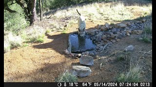 Neighborhood Dogs & Cat play in the Outdoor Pond, Caught on Pond Cam