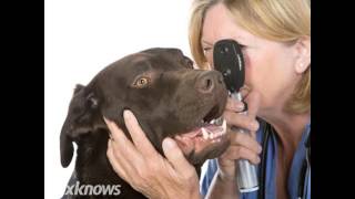 Tropicana Animal Hospital Las Vegas NV 891196543