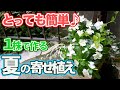 【夏の寄せ植え】暑さに強いニチニチソウでお手軽な寄せ植えを作ろう【土谷ますみ】【園芸チャンネル】