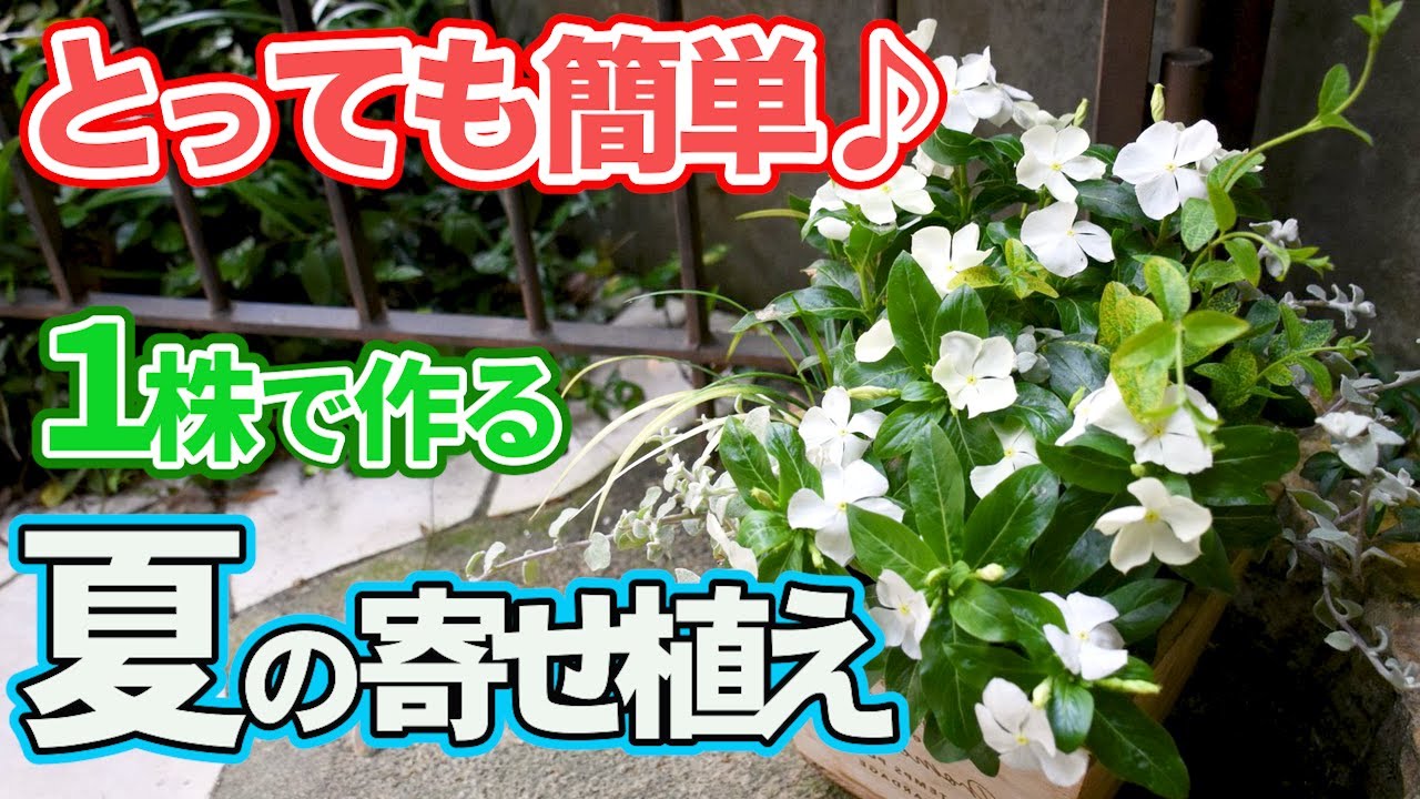 夏の寄せ植え】暑さに強いニチニチソウでお手軽な寄せ植えを作ろう