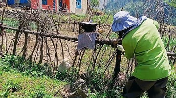 Swarm Catch Apis Cerana