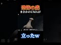 【高難度】恐怖の森のUMAを直立させる方法 #恐怖の森