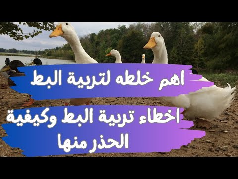 اهم خلطه لتربية البط لازم تعرفها تربية البط بكل سهولة اخطاء تربية البط وازاى تتجنبها