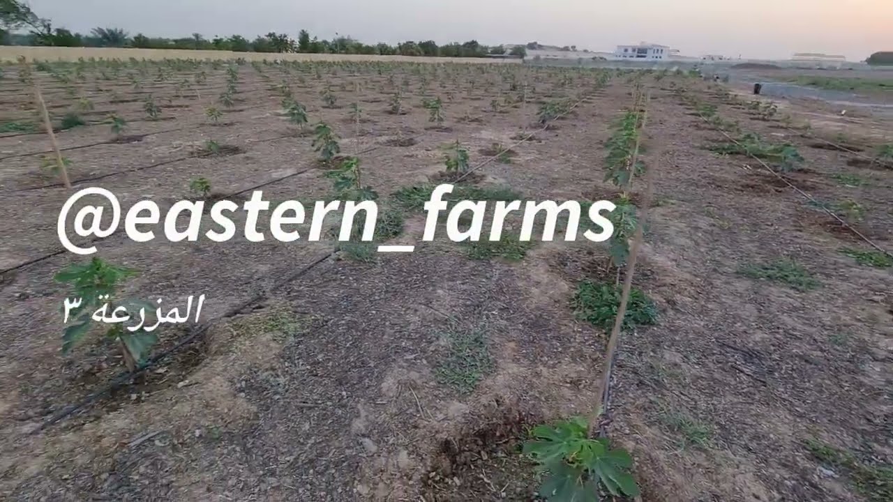 المزرعة ٣ لزراعة التين في الإمارات Figs in UAE