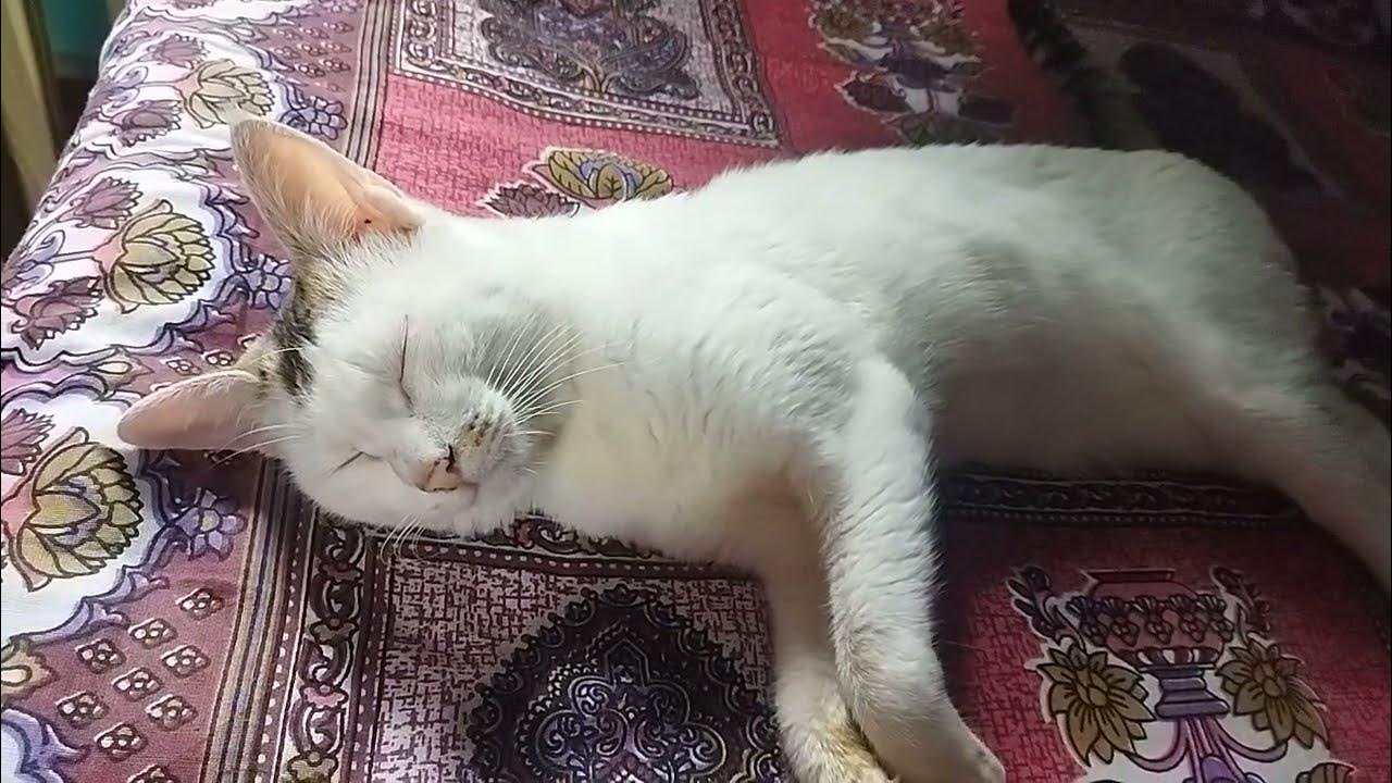 When Cats Pretend to sleep😴 YouTube