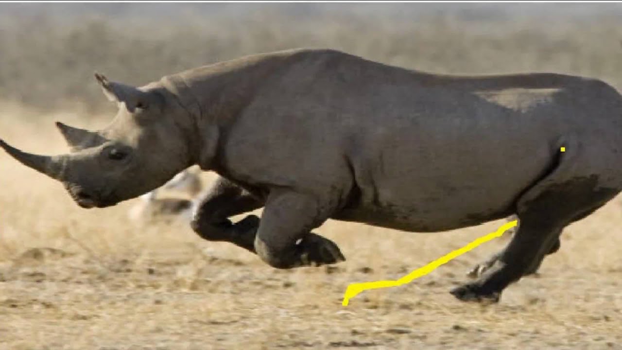 youtube rhinoceros sound youtube rhinoceros sound