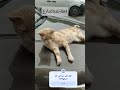 العم سعيد المغربي سورة التين  المصحف  الجيلي ستوريات اكسبلور 