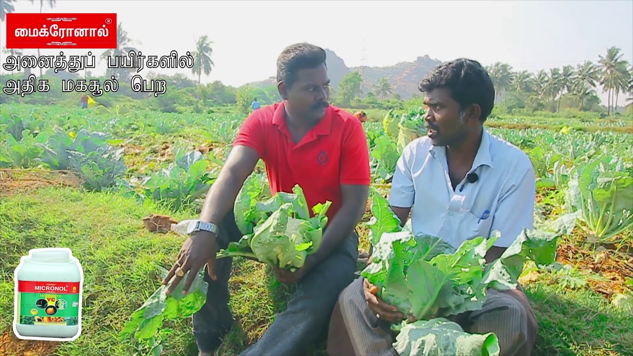 விவசாயிகளுக்கு லாபத்தை அள்ளித்தரும் காலிஃபிளவர்