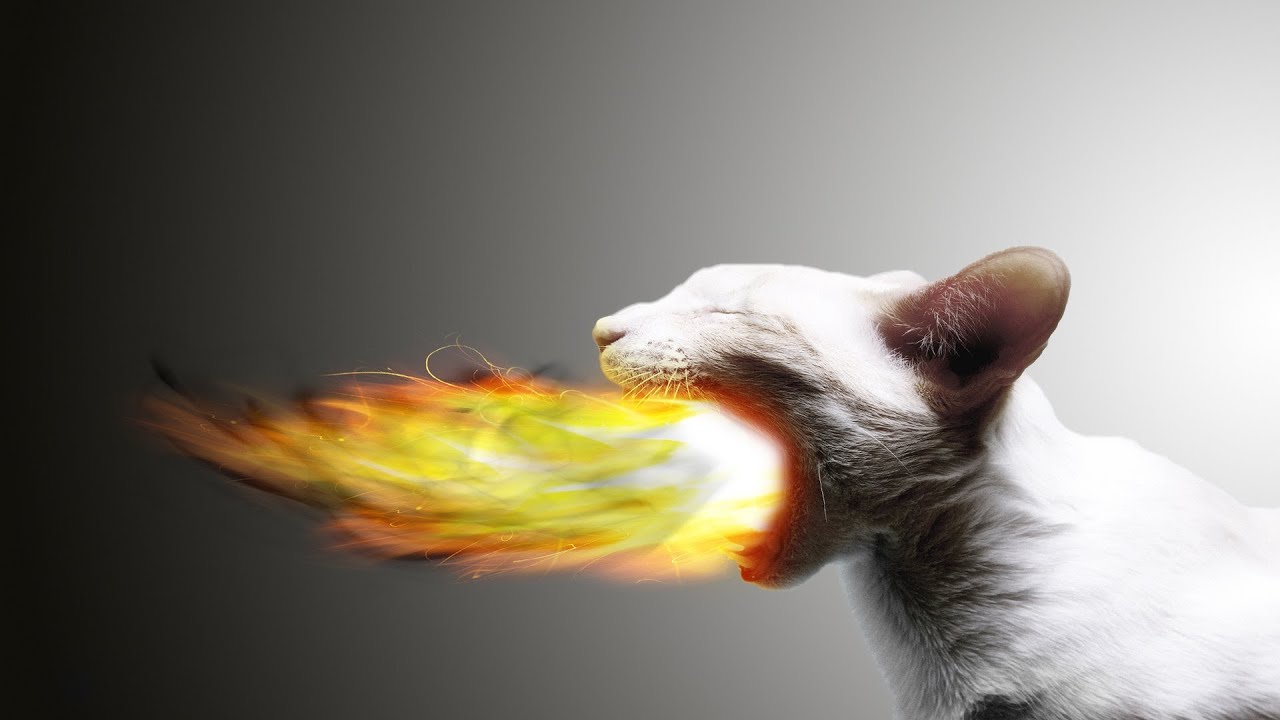 FireCat [Speedart] YouTube