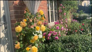 Rose Garden Tour | First Flush | David Austin Roses | Kordes Roses | English Rose Garden