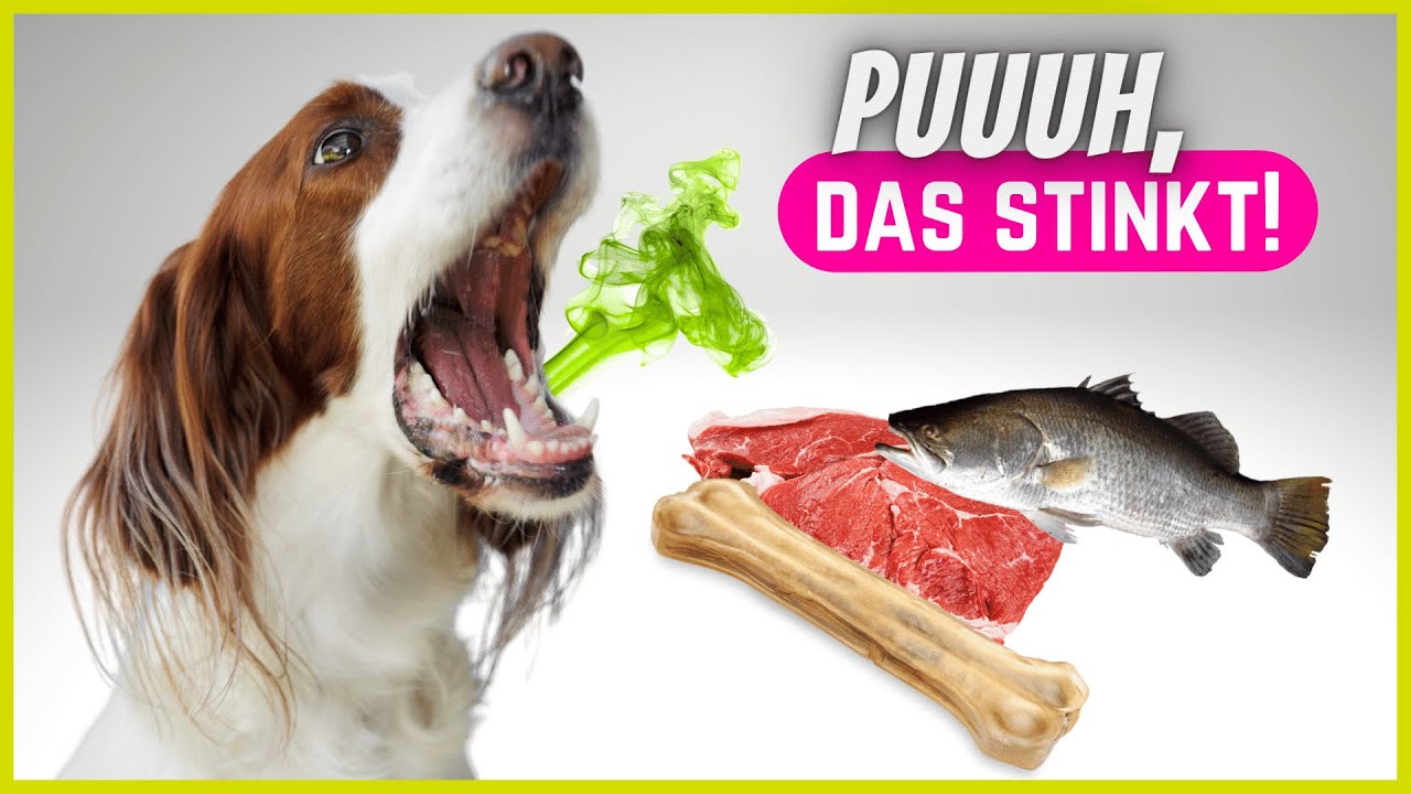 Warum stinken Hunde aus dem Maul? ? - YouTube