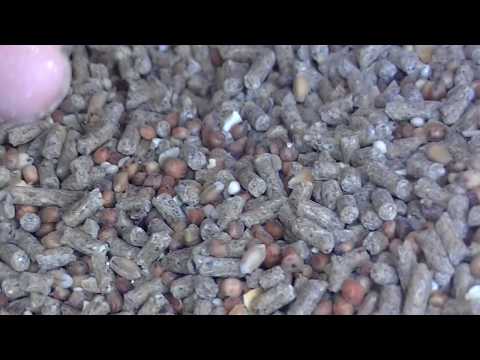 How to Feed Chickens for Cheap