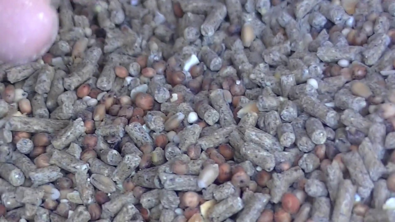 How to Feed Chickens for Cheap - YouTube