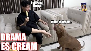 This is so cute! Pitbull Dog Asks Money To Buy Ice Cream @hewiepitbull