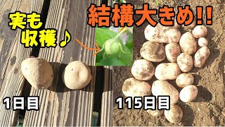 簡単じゃがいも栽培！珍しく実が成って種を取ってみた