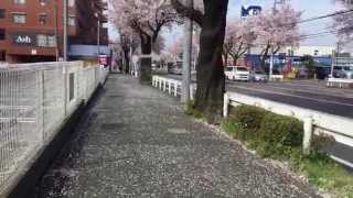 桜が綺麗☆ずーっと続く桜の道☆Beautiful Japanese cherry tree☆Road of cherry blossoms