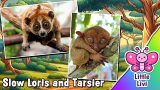 Jungle Adventures: Discovering the Secret Lives of Slow Lorises and Tarsiers!