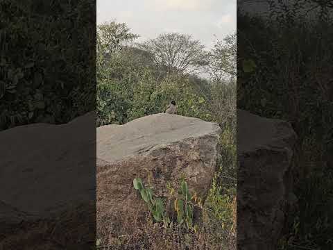 توثيق وجود طائر البلبل في فيفاء ـ السعودية