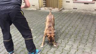 American Staffordshire Terrier Asko Aus Dem Schönen Gründautal