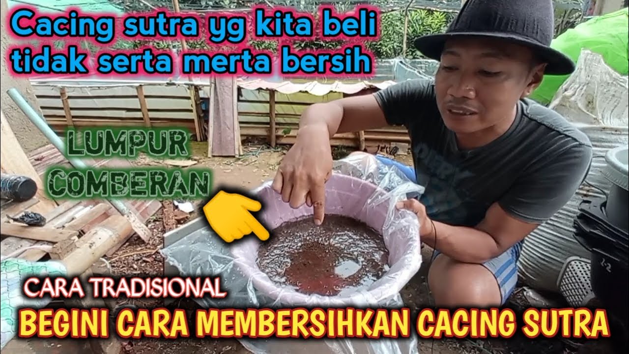CARA MEMBERSIHKAN CACING SUTRA UNTUK LARVA LELE