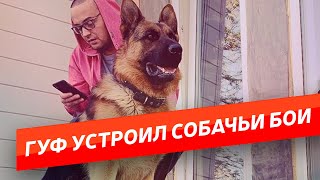 ГУФ НАТРАВИЛ СВОЮ ОВЧАРКУ НА ПСА В ПРЯМОМ ЭФИРЕ. ГУФ И СОБАКА