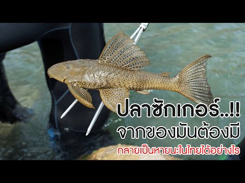 ประวัติศาสตร์มืด 'ปลาซัคเกอร์' จากของมันต้องมีทุกตู้ปลา กลายเป็นหายนะในไทยได้อย่างไร