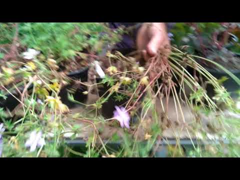 Video: Cranesbill Geranium Flower: Kuinka istuttaa kestäviä geraniumeja