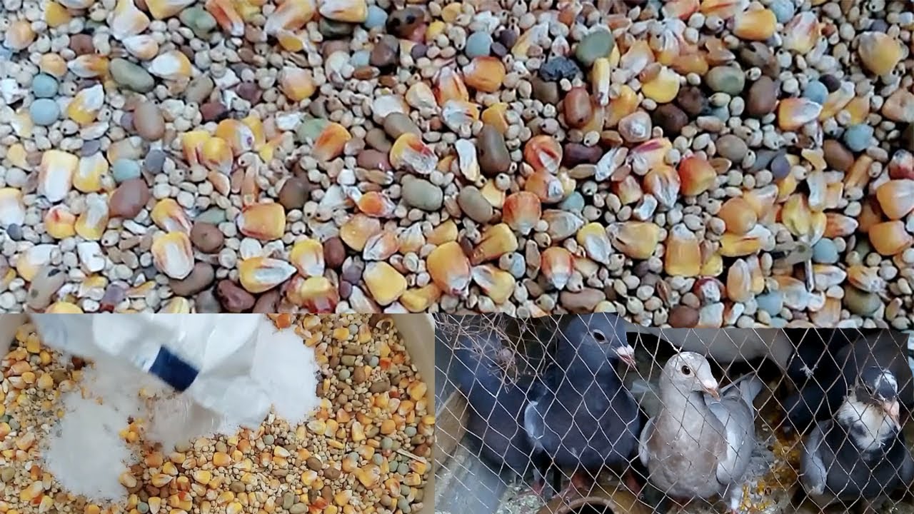 الكلفة السليمة لصحة الحمام و زيادة الإنتاج  - تحبيس زغاليل النش بدري