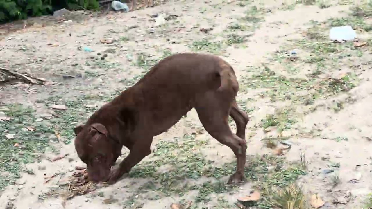 Pitbull training 🔥