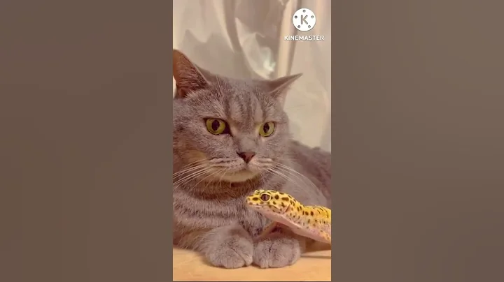 Watch the video about Cute Cats Dogs Funny videos#cats#explore#meowing#shorts #shortsfeed#shortsvideo#animal#shorts U0wJZ