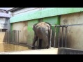 2013年７月撮影　遊亀公園附属動物園のゾウ の動画、YouTube動画。