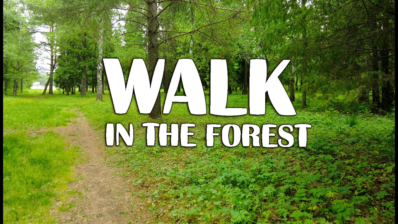 Прогулка в Лесу/Дзен Видео для БЕГА | Walking in the Forest Birdsong Zen Video for RUNNING