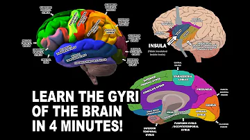 C'est quoi le lobe frontal ?