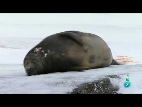 Video: Focas de Ladoga (foca anillada): descripción, hábitat