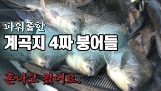 판타스틱한 찌올림!! 마릿수 4짜붕어!! by 비바붕어TV 14,675 views 9 months ago 24 minutes