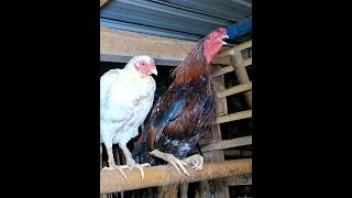 Suara Ayam Berkokok Di Tengah Malam  ayam chicken rooster