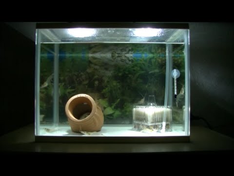 スジエビの飼育 餌 糞 水槽ライトアップ Led照明 Youtube