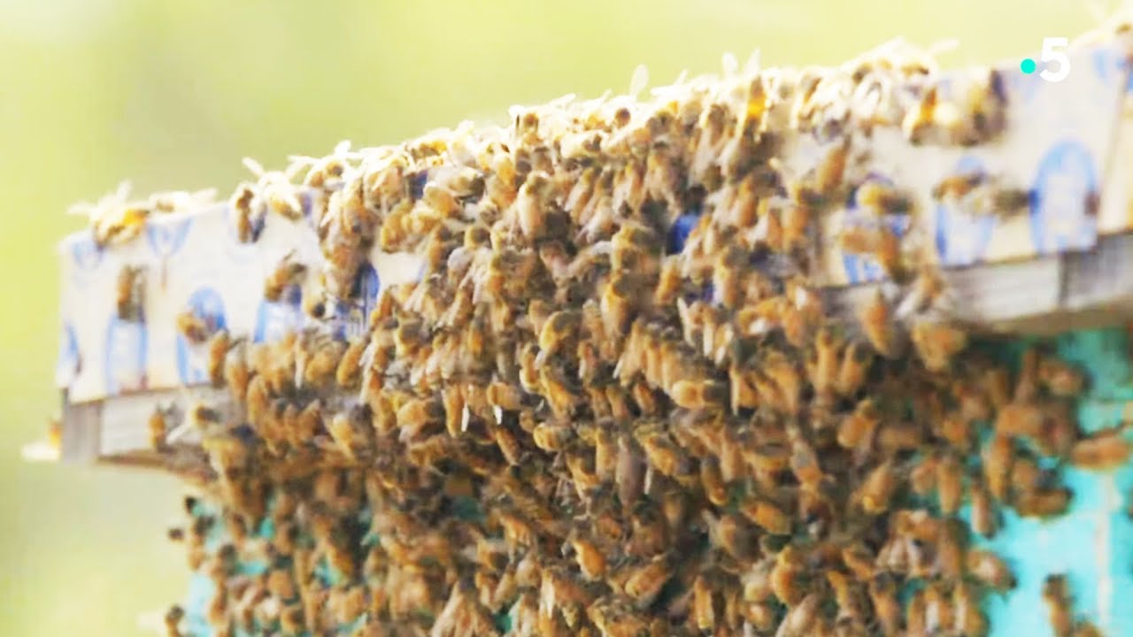 L'abeille africaine ou abeille tueuse