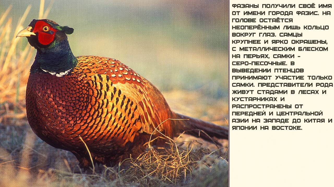 Фазановая птица сканворд. Императорский фазан Микадо. Обыкновенный фазан яйца. Фазан в Приднестровье. Обыкновенный фазан птенцы.