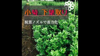 小菊　下葉取り（脱葉ノズル）