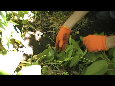 Видео: Засаждане и размножаване на актинидия