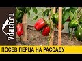 👨‍🌾 Посев перца на рассаду: зачем нужна глина. Знакомимся с гибридами от «Партнера». - 7 дач