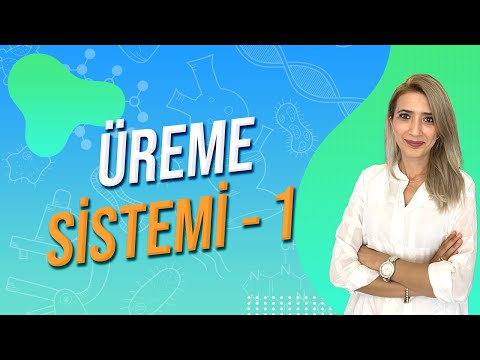ÜREME SİSTEMİ 1