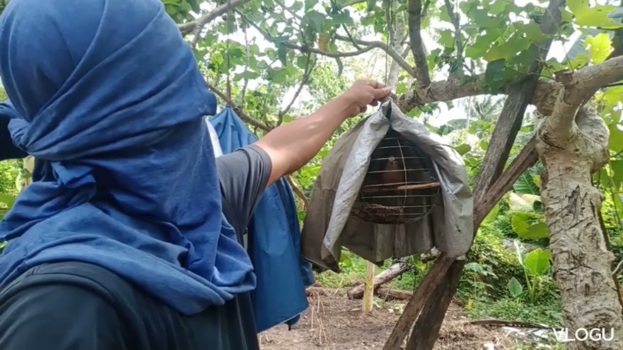 Alimukon- si loblob at si bagong under training sabong