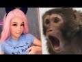 MONKEY REACTS TO BELLE DELPHINE